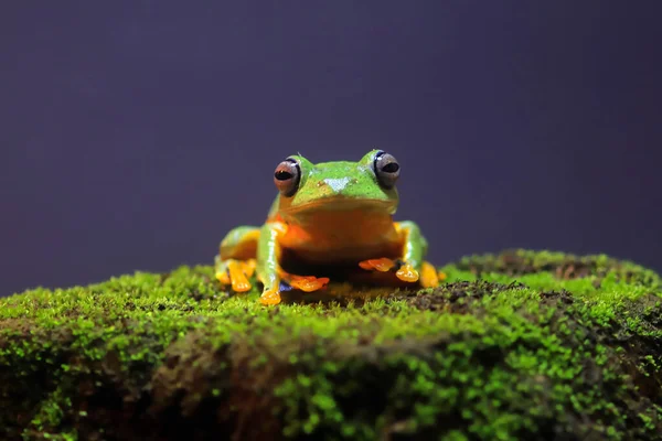 Sapo Voador Close Rosto Galho Sapo Árvore Javan Pendurado Folhas — Fotografia de Stock