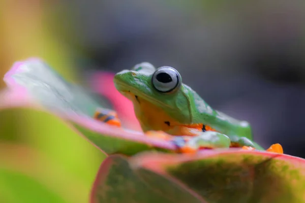 小枝の上に飛ぶカエルのクローズアップ顔 緑の葉にぶら下がっているジャワの木のカエル アカゲザルRenwardtii ストックフォト
