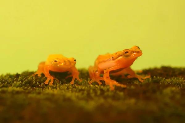 Wallaces Fliegender Frosch Frösche Laubfrösche Nahaufnahme Amphibien Tiere Tierwelt Asien — Stockfoto