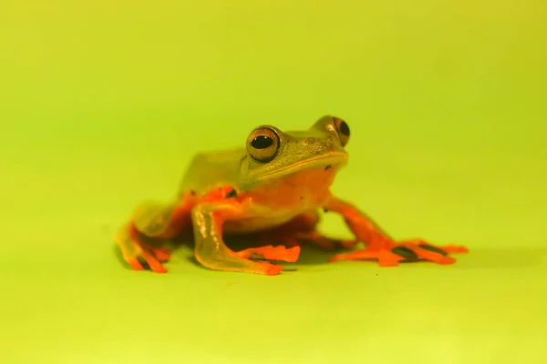 Wallaces Fliegender Frosch Frösche Laubfrösche Nahaufnahme Amphibien Tiere Tierwelt Asien — Stockfoto