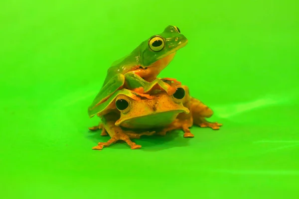 Wallace Flying Frog Frogs Tree Frogs Close Amphibians Animal Animalwildlife — Foto de Stock