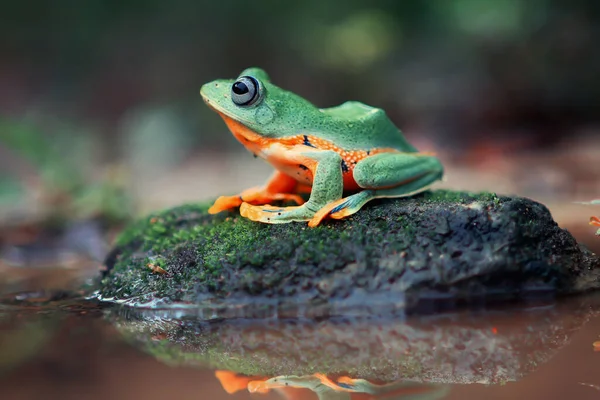 월레스의 날아다니는 개구리 개구리 개구리 가까이 양서류 아시아 — 스톡 사진