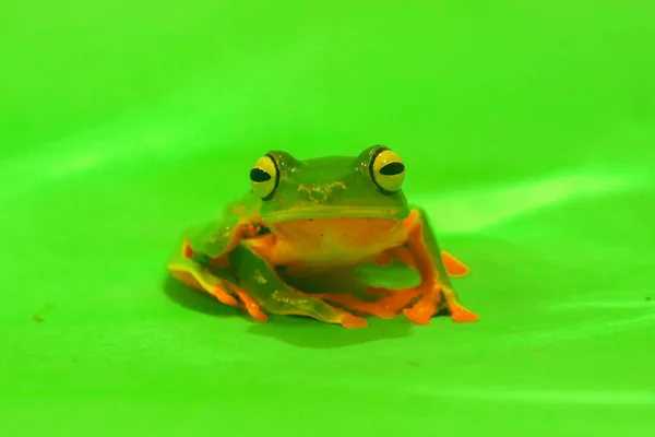 Sapo Voador Wallace Rãs Rãs Arbóreas Close Anfíbios Animal Animais — Fotografia de Stock