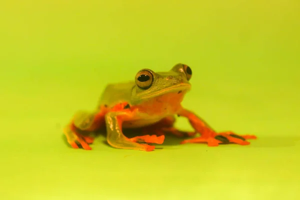 Wallace Flying Frog Frogs Tree Frogs Close Amphibians Animal Animalwildlife Imágenes de stock libres de derechos