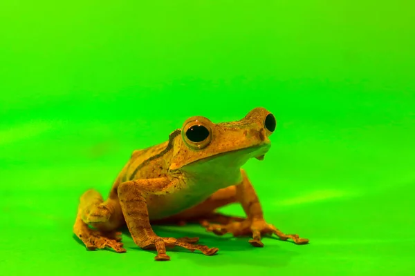 Wallace Flying Frog Frogs Tree Frogs Close Amphibians Animal Animalwildlife Fotos de stock