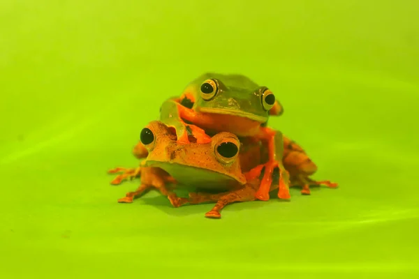 Wallace Flying Frog Frogs Tree Frogs Close Amphibians Animal Animalwildlife Imágenes de stock libres de derechos