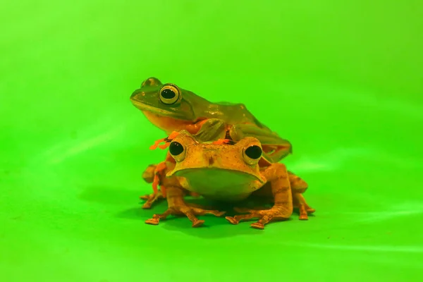 Wallace Flying Frog Frogs Tree Frogs Close Amphibians Animal Animalwildlife Imagen de stock