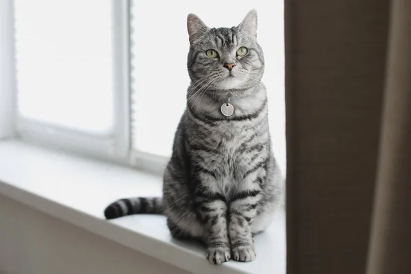 Engraçado Escocês Linha Reta Gato Aconchegante Casa Interior — Fotografia de Stock