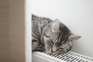 Şirin gri kedi evdeki sıcak radyatörde dinleniyor.