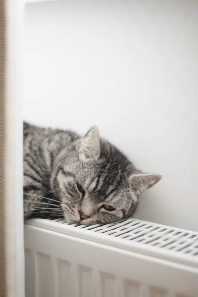 귀여운 회색 고양이는 집의 따뜻 한 냉각기에서 휴식을 취하고 있다 — 스톡 사진