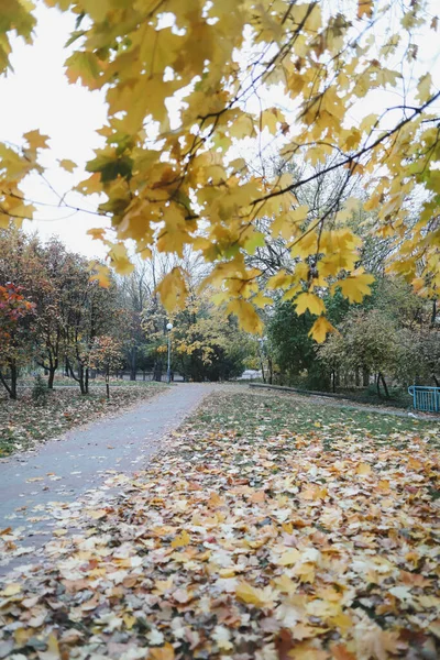 Листва и деревья в золотом осеннем парке — стоковое фото
