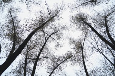 Altın sonbahar parkında yapraklar ve ağaçlar