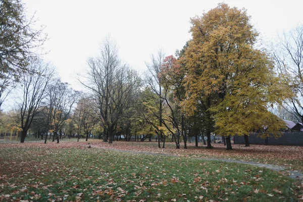 Листва и деревья в золотом осеннем парке — стоковое фото