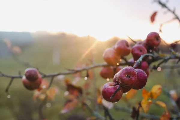 Jesienne tło z czerwonymi jabłkami na gałęziach ogrodu — Zdjęcie stockowe