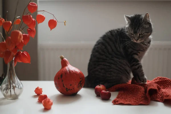 Vicces macska -ban egy hangulatos szoba díszített Hálaadás és Halloween -val tök — Stock Fotó
