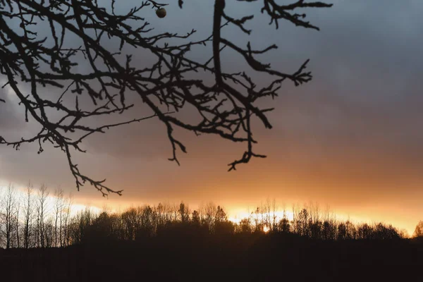 Dramatischer Sonnenuntergang durch Silhouetten von Bäumen und Blättern — Stockfoto