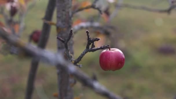 Outono fundo com maçãs vermelhas em ramos no jardim — Vídeo de Stock