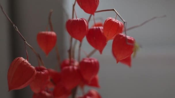 Ação de Graças e decoração de casa de Halloween com abóboras — Vídeo de Stock