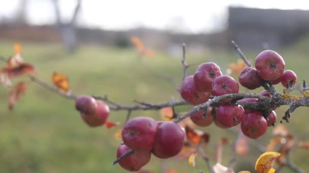 Outono fundo com maçãs vermelhas em ramos no jardim — Vídeo de Stock