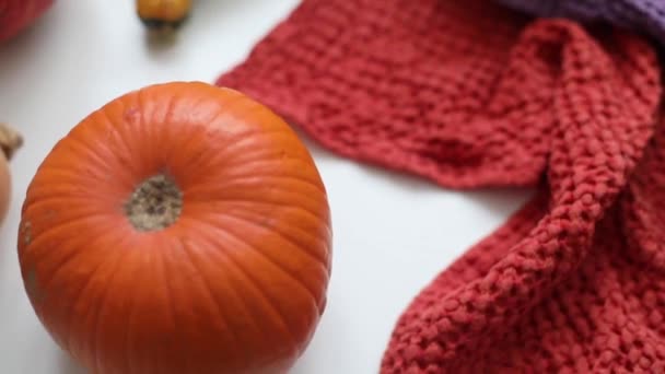 Verschiedene Arten von Kürbissen auf weißem Hintergrund. Konzept für Halloween und Erntedankfest — Stockvideo