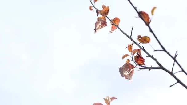 Violetta asterblommor i höstträdgården, selektivt fokus — Stockvideo