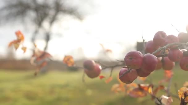 Veilchen-Aster-Blüten im Herbstgarten, selektiver Fokus — Stockvideo
