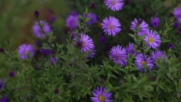 Violet aster flowers in autumn garden, selective focus — Stock Video