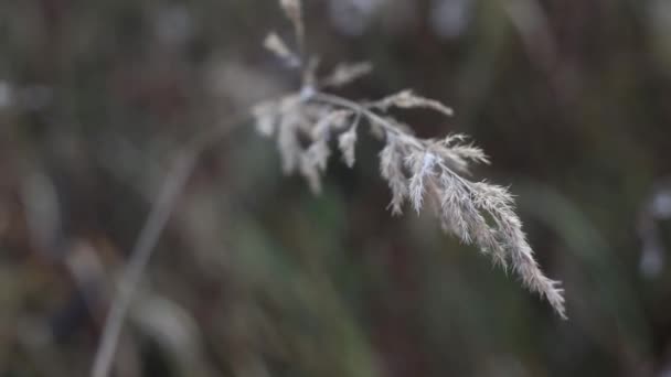Травяные стебли, колеблющиеся от ветра. Осенний фон травы. Высококачественные FullHD кадры — стоковое видео