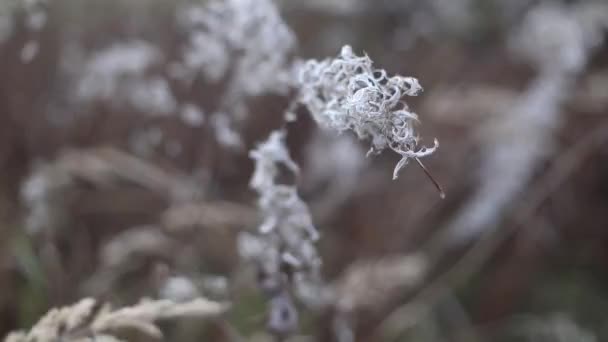 Grass stems swayed by wind. Autumn grass background. High quality FullHD footage — Stock Video