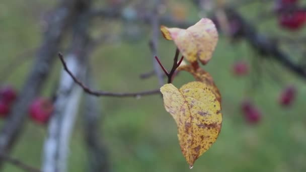 Червоне стигле яблуко на гілці з жовтим листям восени. Високоякісні FullHD кадри — стокове відео