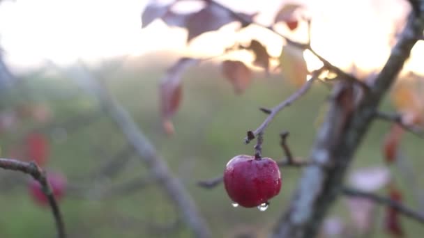 Manzana roja madura en una rama con hojas amarillas en el jardín de otoño. Imágenes FullHD de alta calidad — Vídeo de stock
