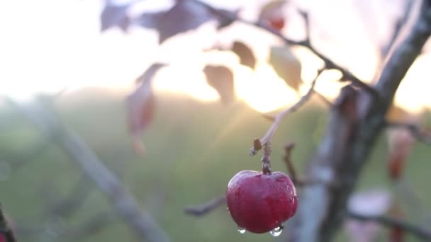 Roter reifer Apfel an einem Zweig mit gelben Blättern im Herbst. Hochwertiges FullHD-Filmmaterial — Stockvideo