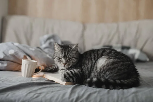 Funny scottish straight cat lying in a bed with a book, cozy home atmosphere — Stock Photo, Image