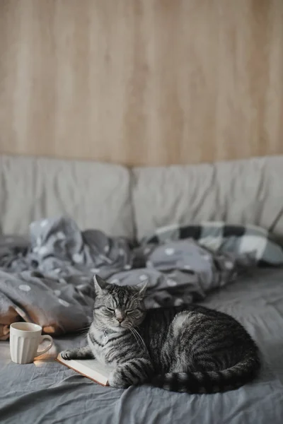 Engraçado escocês em linha reta gato deitado em uma cama com um livro, aconchegante casa atmosfera — Fotografia de Stock