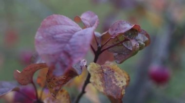 Çimenler rüzgarla savruluyor. Sonbahar çim arka planı. Yüksek kaliteli FullHD görüntüler 