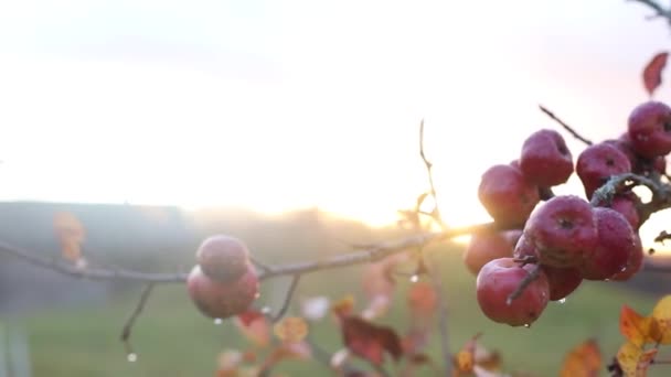 Κόκκινο ώριμο μήλο σε κλαδί με κίτρινα φύλλα το φθινόπωρο. Υψηλής ποιότητας υλικό FullHD — Αρχείο Βίντεο