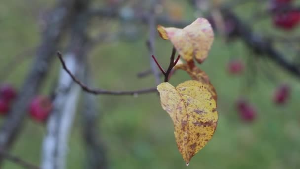 싱싱 한 붉은 사과는 가을에 수확할 준비가 된 나무에 달려 있다. 질높은 FullHD 영상 — 비디오