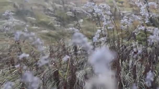 Grässtjälkar svajade av vinden. Höst gräs bakgrund. Högkvalitativ FullHD-film — Stockvideo