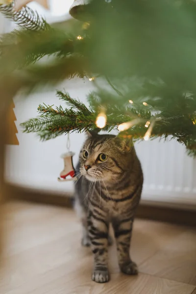 Śmieszne szare paski kotek tabby pod choinką ozdobione zabawkami. — Zdjęcie stockowe