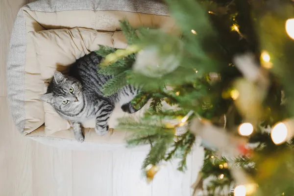 Забавный серый полосатый кот под елкой, украшенный игрушками. — стоковое фото