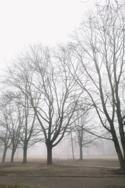 Sonbahar doğasının gizemli bir sahnesi sisli bir sabah, kasvetli bir orman. 
