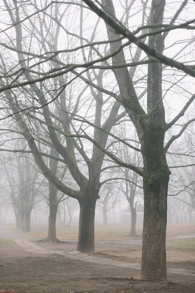 Таинственная сцена осенней природы в туманное утро, мрачный туманный лес — стоковое фото