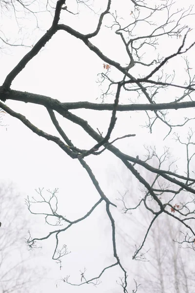 잎 이 없는 나무 꼭대기, 맨 가지, 늦가을이나 겨울 이 없는 나무 꼭대기. 하늘에 닿은 가을 나무의 벌거벗은 가지 — 스톡 사진