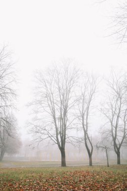 Sonbahar doğasının gizemli bir sahnesi sisli bir sabah, kasvetli bir orman. 
