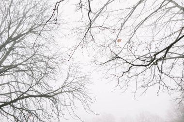 Yapraksız ağaç tacı, çıplak dallar, sonbahar sonu ya da kış. Sonbahar ağacının çıplak dalları gökyüzüne karşı