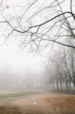 Sonbahar doğasının gizemli bir sahnesi sisli bir sabah, kasvetli bir orman. 