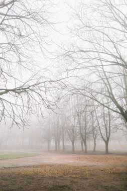 Sonbahar doğasının gizemli bir sahnesi sisli bir sabah, kasvetli bir orman. 