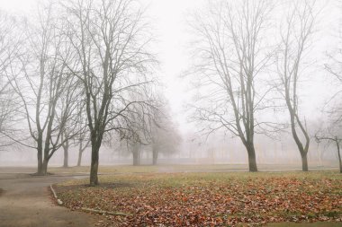 Sonbahar doğasının gizemli bir sahnesi sisli bir sabah, kasvetli bir orman. 