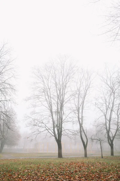 Таинственная сцена осенней природы в туманное утро, мрачный туманный лес — стоковое фото