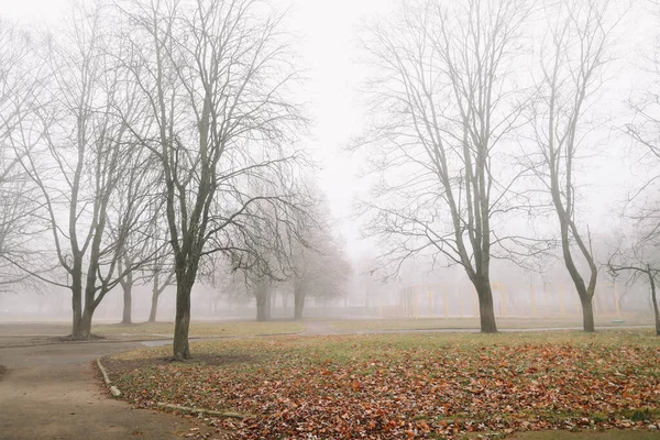 Sonbahar doğasının gizemli bir sahnesi sisli bir sabah, kasvetli bir orman. 
